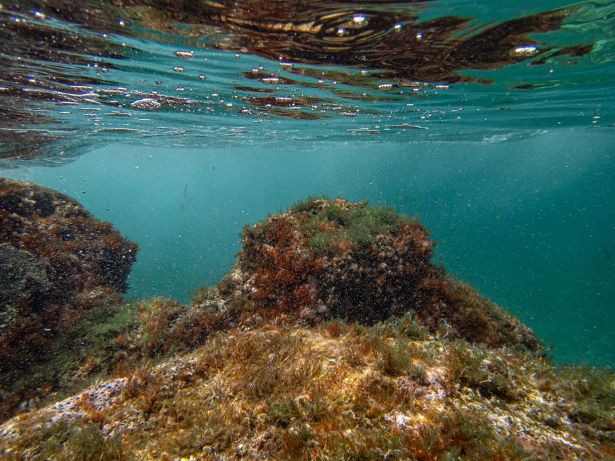 Zeesterrenontwerp op zandige onderwaterwereld achtergrond.